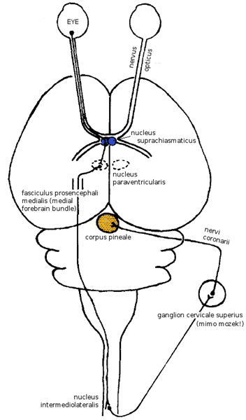 Sincronizzazione epifisi schema da segnali luminosi dalla retina (cervello di ratto). Adattato moore1996ncp.